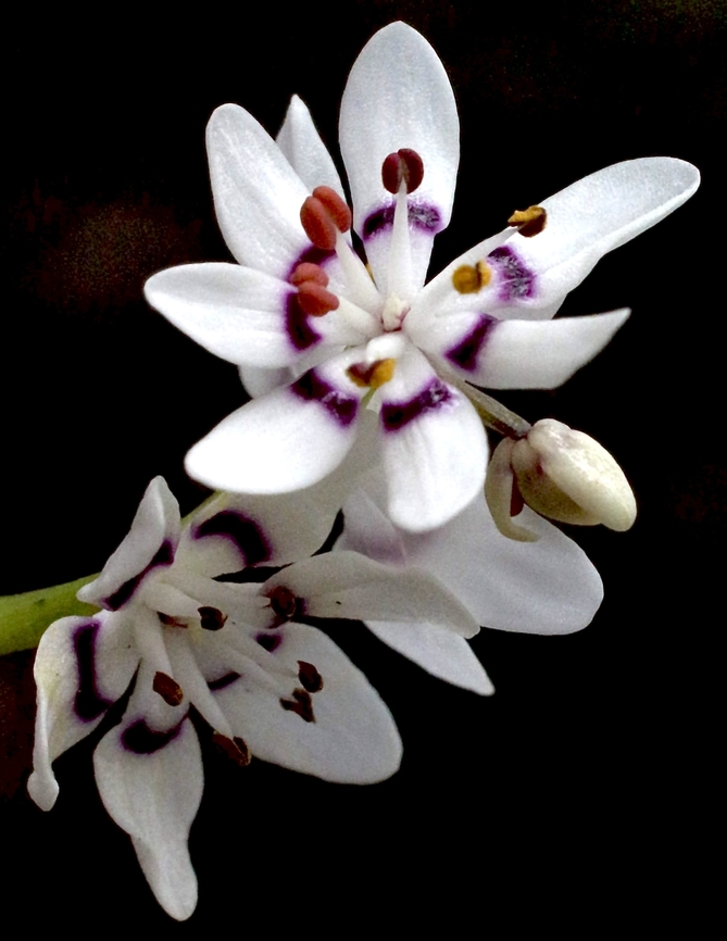 Pepper-and-Salt Spikelily - Wurmbea elatior  Australia,Bannockburn vic,Eamw flora,Geotagged,Pepper-and-Salt Spikelily,Winter,Wurmbea elatior
