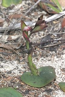 Red beaks - Pyrorchis nigricans The entire plant. Aldinga scrub conservation park,Australia,Eamw flora,Eamw orchids,Geotagged,Pyrorchis nigricans,Red beaks,Winter