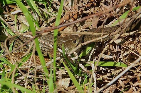 Tiger snake - Notechis scutatus Playing hide and seek. Australia,Eamw snakes,Geotagged,Notechis scutatus,Tiger snake,Wilson’s Promontory,Winter