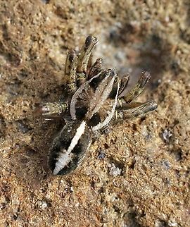 Wolf Spider Artoriopsis expolita  Artoriopsis expolita,Australia,Geotagged,Spring