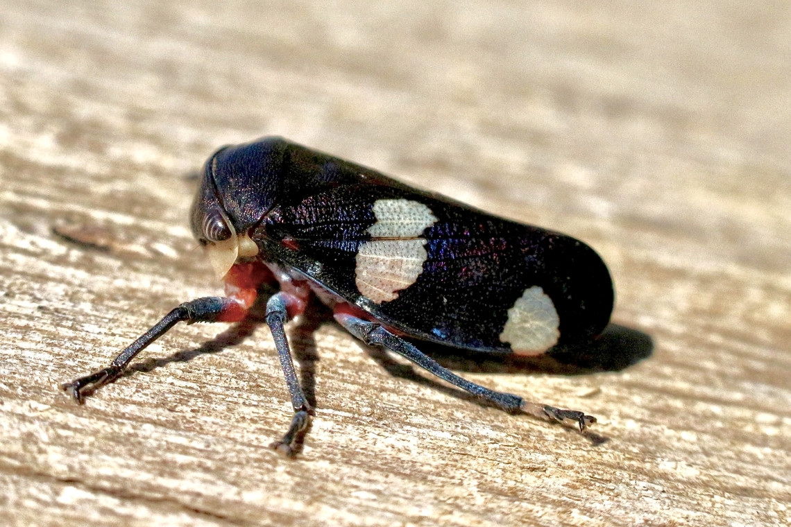 Black gum leafhopper- Eurymela distincta  Australia,Eurymela distincta,Geotagged,Spring