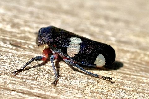 Black gum leafhopper- Eurymela distincta  Australia,Eurymela distincta,Geotagged,Spring