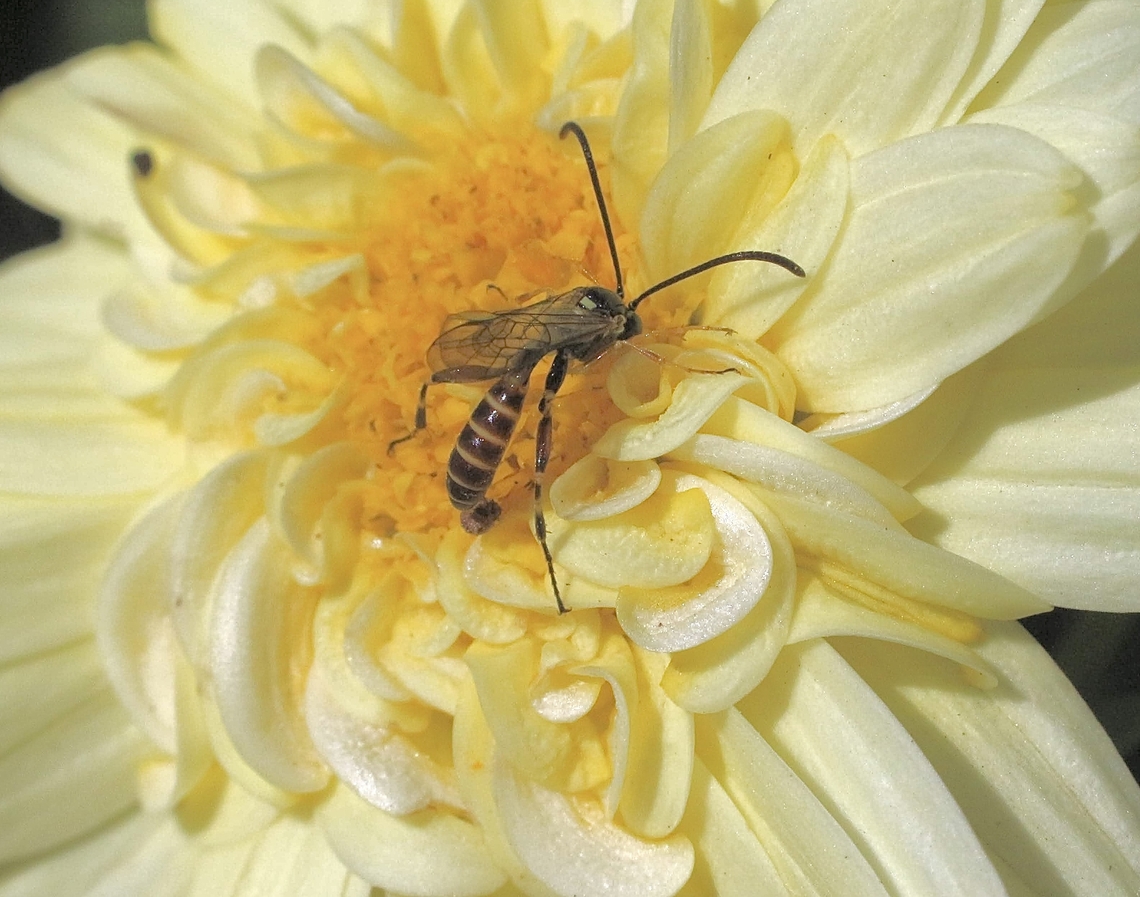 Bee Parasitizing Wasps - Genus Labium  Australia,Eamw wasps,Geotagged,Sellicks,Spring