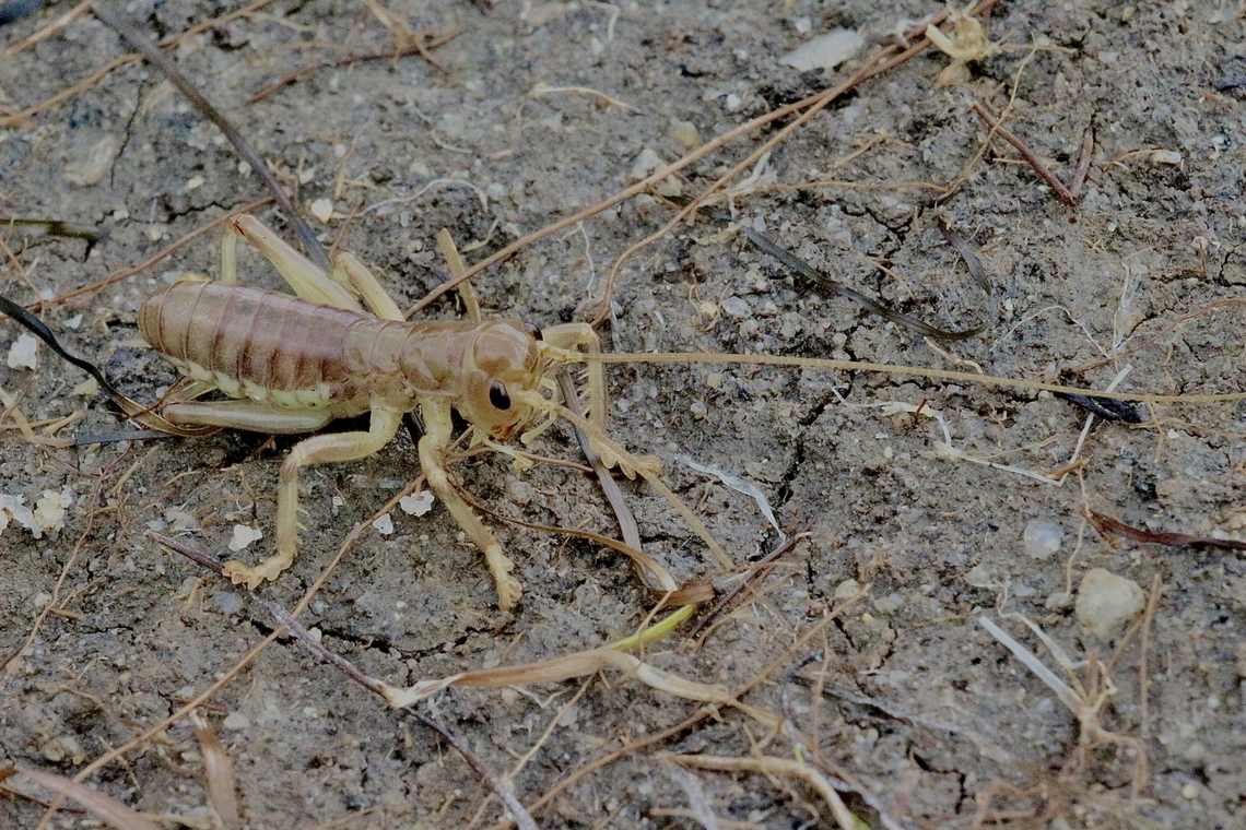 Forest Raspy Cricket  - Apotrechus unicolor  Apotrechus unicolor,Australia,Eamw crickets,Forest Raspy Cricket,Geotagged,Wilson’s Promontory,Winter