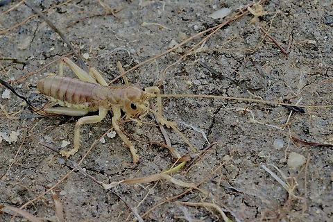 Forest Raspy Cricket  - Apotrechus unicolor  Apotrechus unicolor,Australia,Eamw crickets,Forest Raspy Cricket,Geotagged,Wilson’s Promontory,Winter