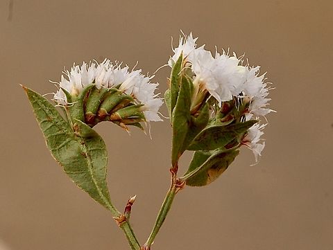 Winged sea-lavender - Limonium lobatum  Australia,Eamw flora,Flinders Ranges SA,Geotagged,Limonium lobatum,Spring