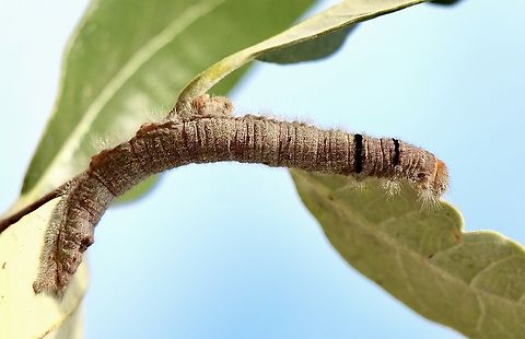 Wattle snout moth caterpillar- Pararguda nasuta  Australia,Eamw moth,Encounter Bay SA,Fall,Geotagged,Pararguda nasuta,Wattle snout moth