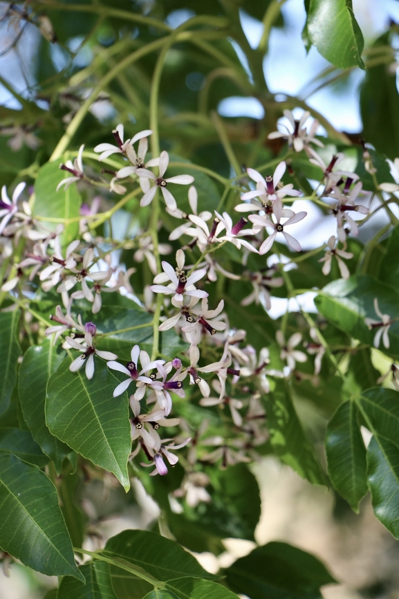 White Cedar - Melia azedarach  Australia,Chinaberry tree,Eamw flora,Flinders Ranges SA,Geotagged,Melia azedarach,Quorn SA,Spring