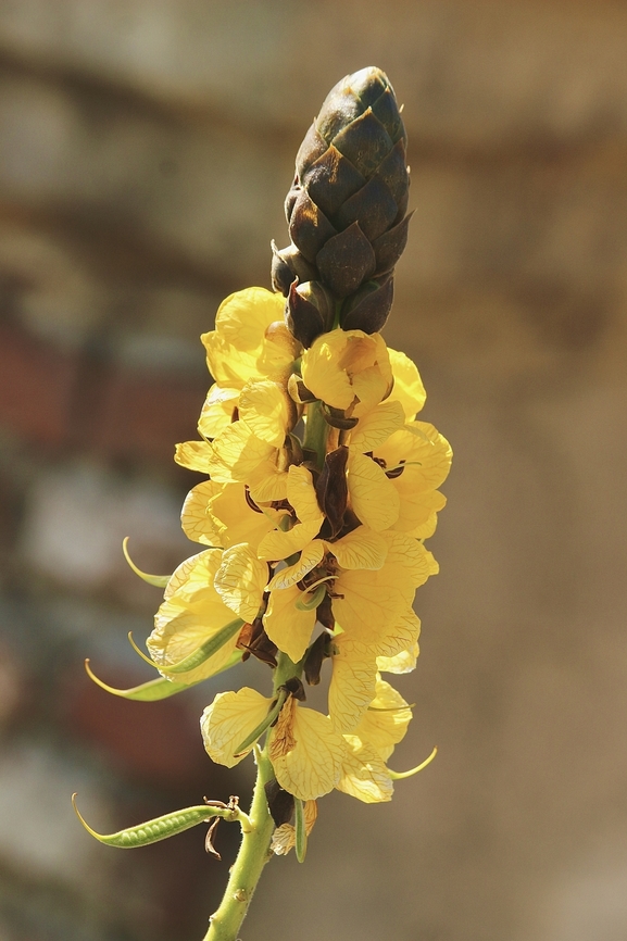 African senna - Senna didymobotrya  Eamw flora,Florida,Geotagged,Orlando,Senna didymobotrya,United States,Winter