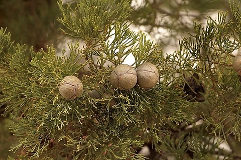 Slender Cypress-Pine   Callitris gracilis  Australia,Callitris gracilis,Eamw flora,Flinders Ranges SA,Geotagged,Spring