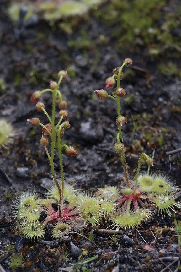 Pimpernel sundew - Drosera glanduligera  Aldinga scrub conservation park,Australia,Drosera,Drosera glanduligera,Eamw flora,Geotagged,Pimpernel sundew,Spring