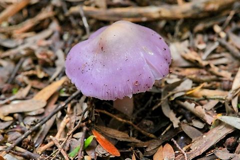 Mauve Splitting Waxcap - Porpolomopsis lewelliniae  Australia,Geotagged,Mauve Splitting Waxcap,Porpolomopsis lewelliniae,Winter
