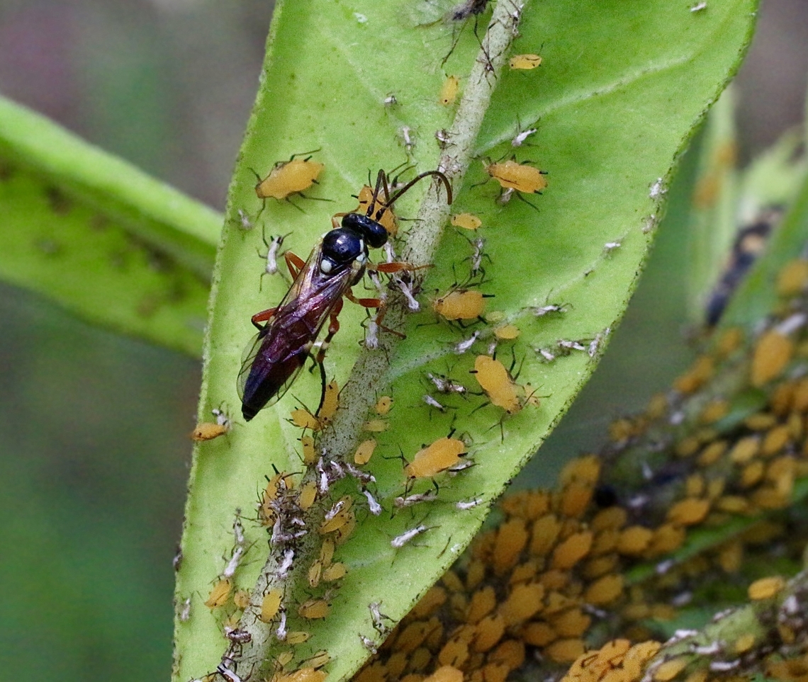 Common Hover Fly Parasitoid Wasp - Diplazon laetatorius Common Hover Fly Wasp feeding on Aphids. Australia,Diplazon laetatorius,Eamw wasps,Geotagged,Hover Fly Parasite,Karana Downs Qld,Spring