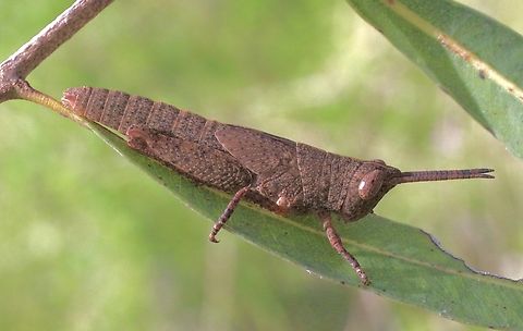 Mimetic Gumleaf Grasshopper - Goniaea opomaloides  Australia,Eamw grasshoppers,Geotagged,Goniaea opomaloides,Karana Downs Qld,Mimetic Gumleaf Grasshopper,Spring