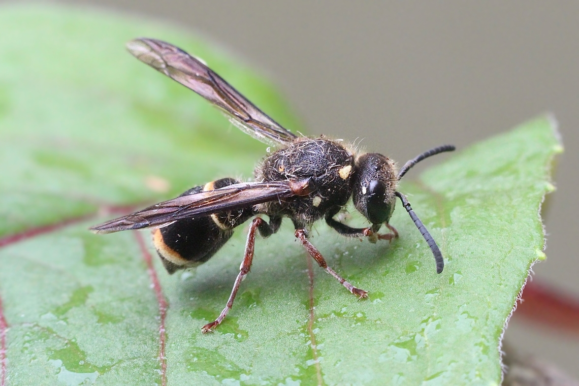 Potters wasp species - Paralastor parca  Australia,Eamw wasps,Encounter Bay SA,Geotagged,Paralastor parca,Spring