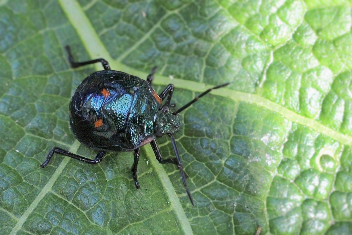Brown Soldier Bug - Cermatulus nasalis  Australia,Brown Soldier Bug,Cermatulus nasalis,Eamw shield bugs,Encounter Bay SA,Geotagged,Spring