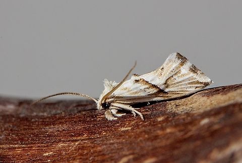 Heliocosma argyroleuca Attracted to UV light. Australia,Eamw moth,Encounter Bay SA,Geotagged,Heliocosma argyroleuca,Winter