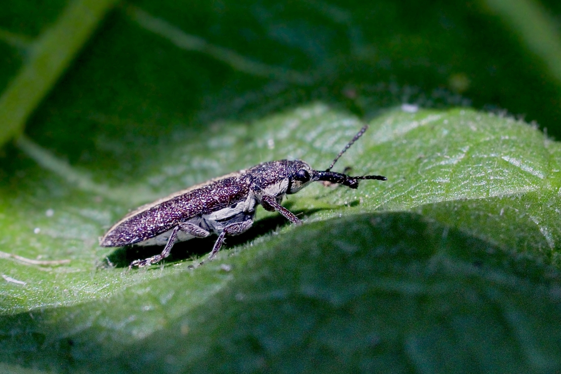 Snout weevil- Rhinotia brunnea  Australia,Eamw weevils,Geotagged,Mount Billy Conservation Park,Rhinotia brunnea,Spring
