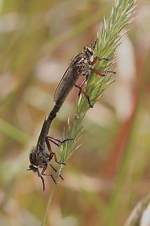 Hercules Robberfly - Neoaratus hercules  Australia,Bairnsdale Vic,Eamw robber flies,Geotagged,Hercules Robberfly,Neoaratus hercules,Spring