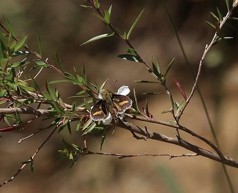White-banded Grass Dart - Bibla papyria  Australia,Bairnsdale Vic,Bibla papyria,Eamw butterflies,Geotagged,Spring,White-banded Grass-Dart,eamw skippers