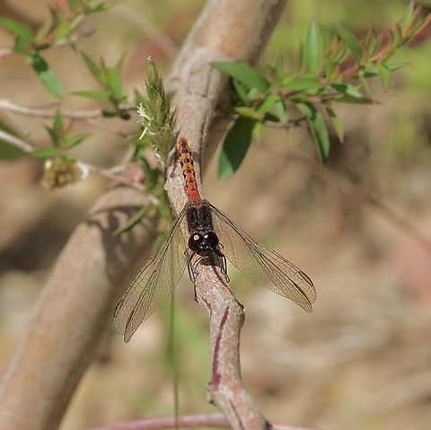 Black faced Percher - Diplacodes melanopsis  Australia,Bairnsdale Vic,Blackfaced Percher,Diplacodes melanopsis,Eamw dragonflies,Geotagged,Spring