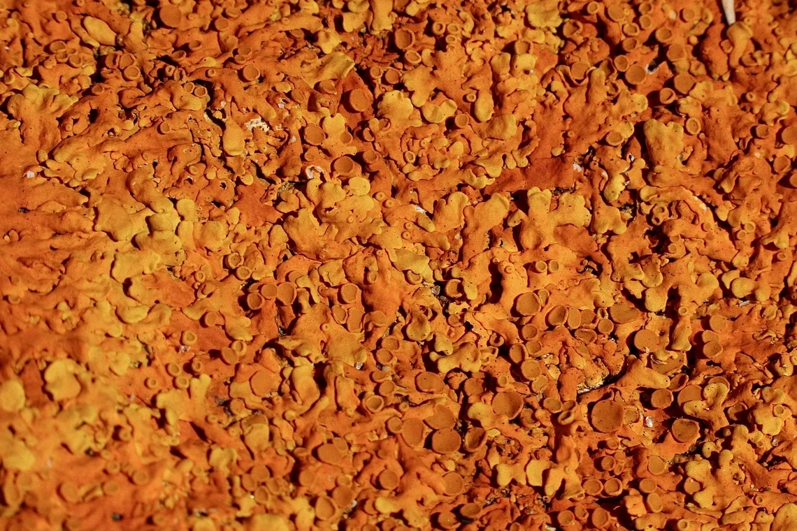 Common Sunburst Lichen - Xanthoria parietina  Australia,Common Sunburst Lichen,Eamw lichen,Geotagged,Spring,Victor Harbor SA,Xanthoria parietina