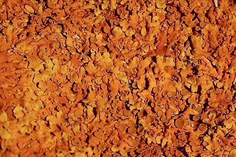 Common Sunburst Lichen - Xanthoria parietina  Australia,Common Sunburst Lichen,Eamw lichen,Geotagged,Spring,Victor Harbor SA,Xanthoria parietina