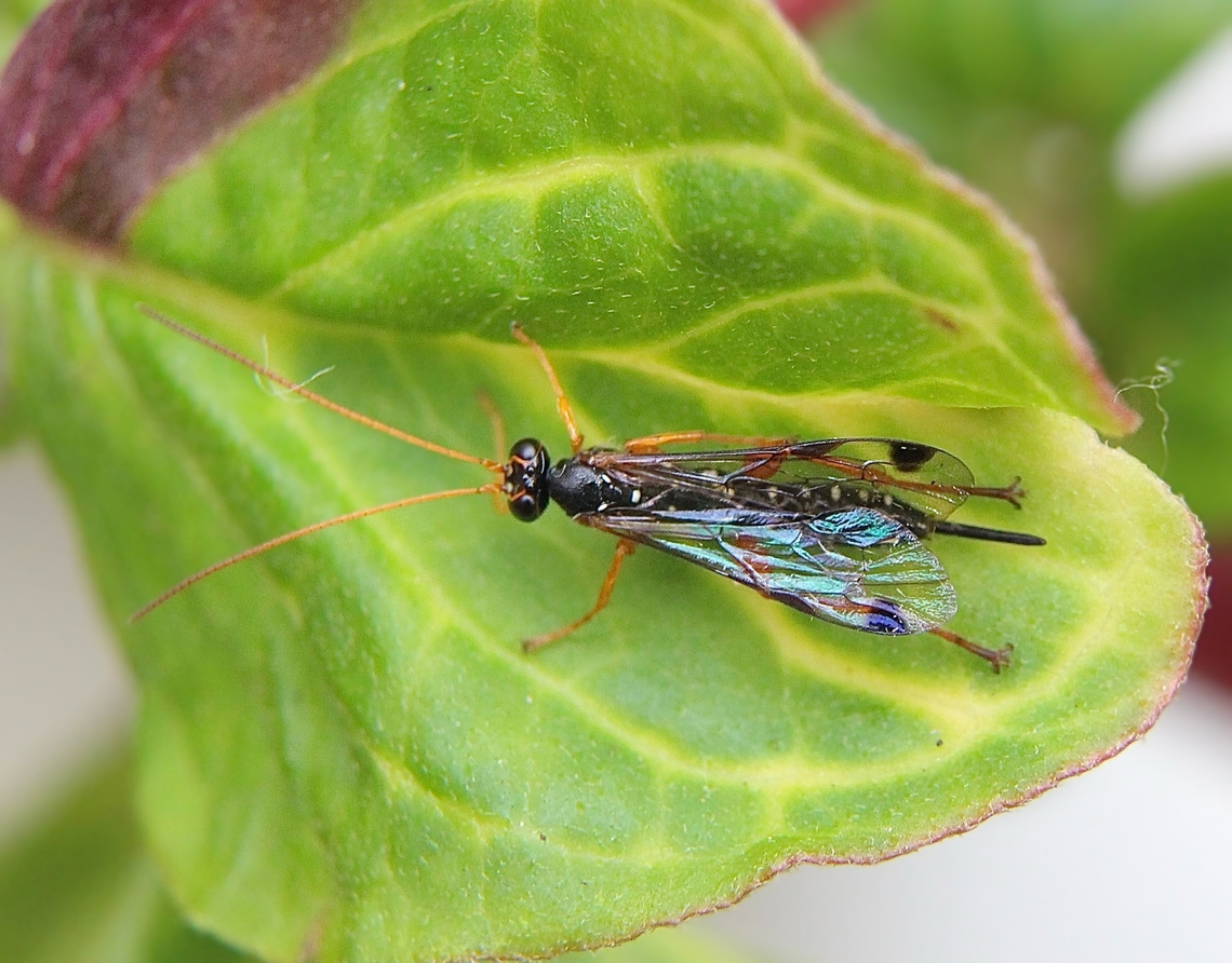 White-spotted Ichneumonid Wasp - Echthromorpha intricatoria  Australia,Eamw wasps,Echthromorpha intricatoria,Geotagged,Mount Billy Conservation Park,White-spotted Ichneumonid Wasp,Winter