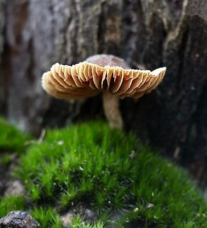 Genus - Cortinarius Growing amongst moss Australia,EW cortinarius,Eamw fungi,Geotagged,Winter,cox