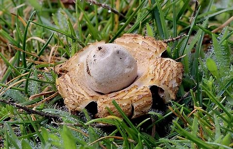 Earthstar fungus - Geastrum australe  Australia,Eamw fungi,Geastrum australe,Geotagged,Newlands Head conservation park,Winter