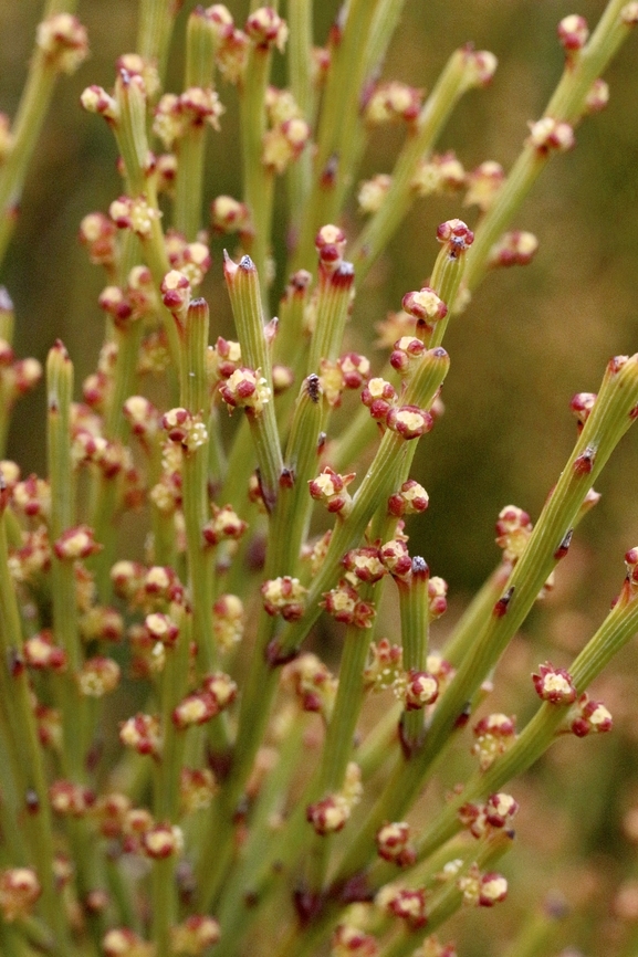 Exocarpos syrticola  Australia,Eamw flora,Exocarpos syrticola,Geotagged,Mundoolun QLD,Spring
