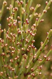 Exocarpos syrticola  Australia,Eamw flora,Exocarpos syrticola,Geotagged,Mundoolun QLD,Spring