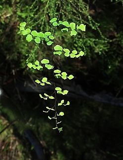 Maidenhair fern - Adiantum aethiopicum  Adiantum aethiopicum,Australia,Eamw flora,Geotagged,Maidenhair fern,Mount Billy Conservation Park,Winter