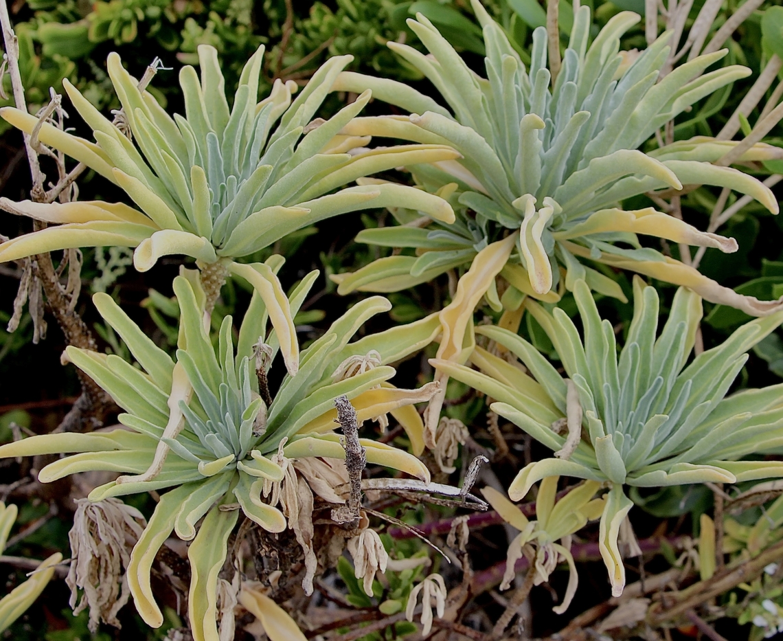 Hoary Stock - Matthiola incana Introduced to Australia. Growing on coastal cliffs. Australia,Eamw flora,Geotagged,Hoary stock,Matthiola incana,Summer,Victor