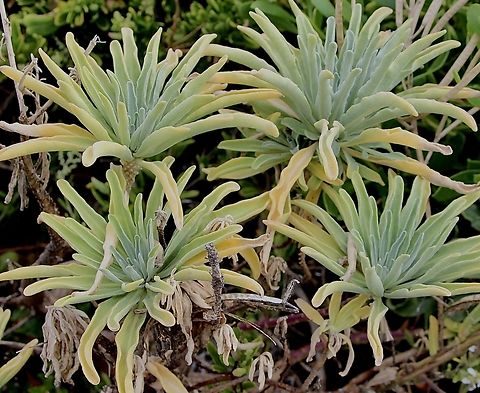 Hoary Stock - Matthiola incana Introduced to Australia. Growing on coastal cliffs. Australia,Eamw flora,Geotagged,Hoary stock,Matthiola incana,Summer,Victor