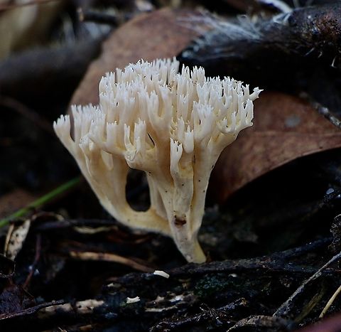 Coral fungus - Ramaria filicicola  Australia,Eamw coral fungi,Eamw fungi,Geotagged,Ramaria filicicola,Spring Mount Conservation Park South,Winter