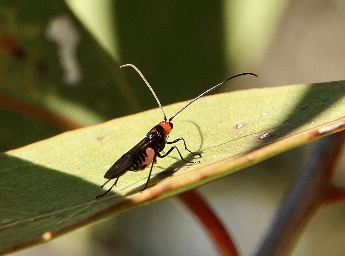 Unidentified wasp in genus Callibracon  Australia,Eamw wasps,Fall,Geotagged,Mount Billy Conservation Park