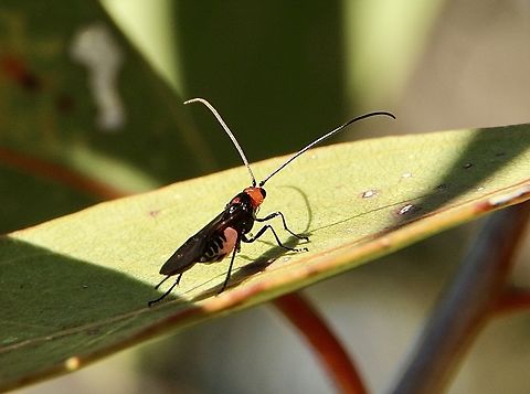 Unidentified wasp in genus Callibracon  Australia,Eamw wasps,Fall,Geotagged,Mount Billy Conservation Park