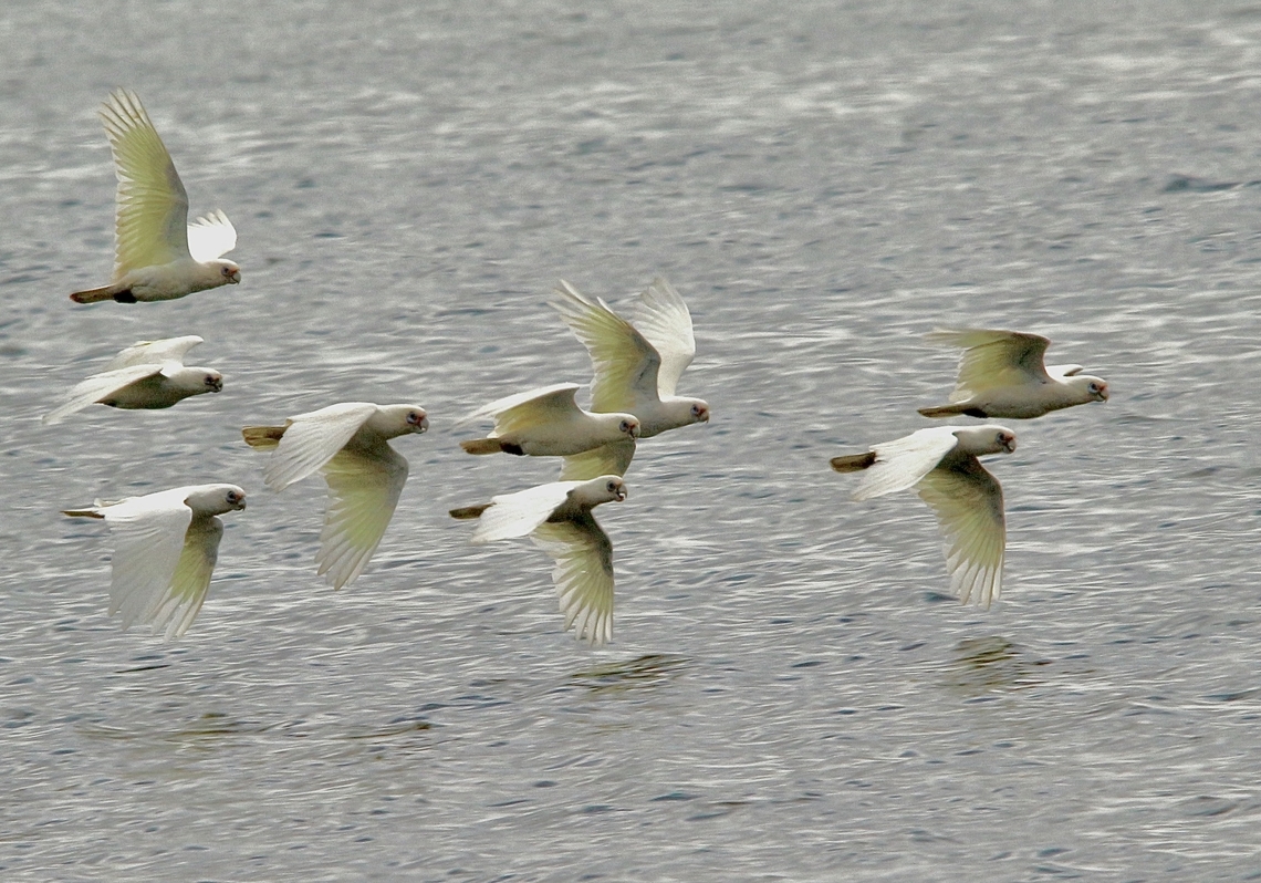 Little Corella - Cacatua sanguinea Travelling to new feeding grounds.Crossing Part of Encounter Bay Sa. Australia,Cacatua sanguinea,Eamw birds,Encounter Bay SA,Geotagged,Little Corella,Winter