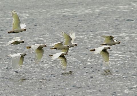 Little Corella - Cacatua sanguinea Travelling to new feeding grounds.Crossing Part of Encounter Bay Sa. Australia,Cacatua sanguinea,Eamw birds,Encounter Bay SA,Geotagged,Little Corella,Winter