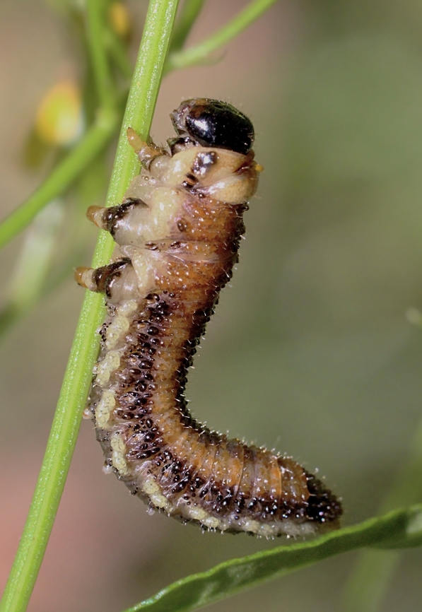 Sawfly larvae -Family - Pergidae  Australia,Geotagged,Summer