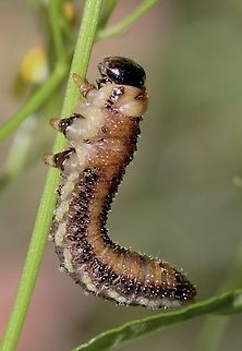 Sawfly larvae -Family - Pergidae  Australia,Geotagged,Summer