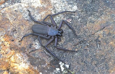 Major Flatrock Spider - Morebilus plagusius  Australia,Fall,Geotagged,Major Flatrock Spider,Morebilus plagusius