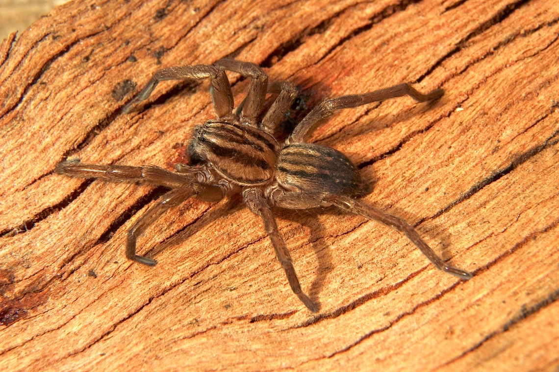 Striped Swamp Spider - Miturga gilva  Australia,Eamw spiders,Fall,Geotagged,Miturga gilva,Spring Mount Conservation Park South,Striped Swamp Spider