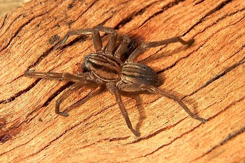 Striped Swamp Spider - Miturga gilva  Australia,Eamw spiders,Fall,Geotagged,Miturga gilva,Spring Mount Conservation Park South,Striped Swamp Spider