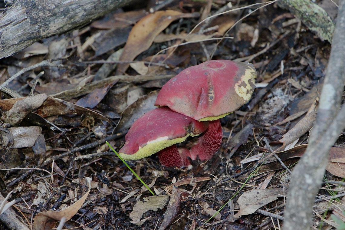 Rhubarb boletellus- Boletellus obscurecoccineus  Australia,Boletellus obscurecoccineus,Eamw fungi,Fall,Geotagged,Rhubarb bolete,Spring Mount Conservation Park South