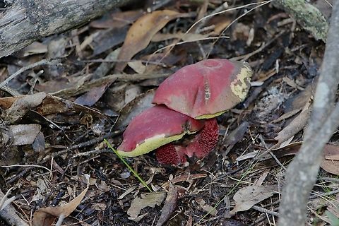 Rhubarb boletellus- Boletellus obscurecoccineus  Australia,Boletellus obscurecoccineus,Eamw fungi,Fall,Geotagged,Rhubarb bolete,Spring Mount Conservation Park South
