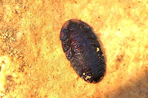 Bark cockroach - Laxta granicollis  Australia,Bark cockroach,Eamw cockroachesGeotagged,Laxta granicollis,Spring Mount Conservation Park South