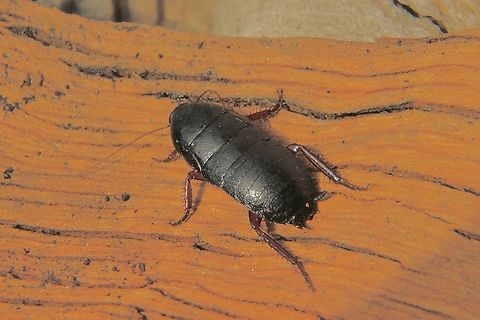 Cockroach - Genus Platyzosteria  Australia,Fall,Geotagged