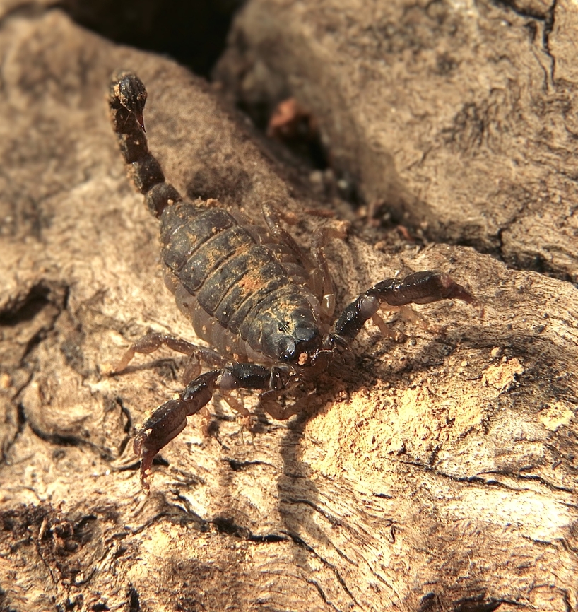 Black rock scorpion- Urodacus manicatus  Black rock scorpion,Eamw scorpions,Urodacus manicatus,spring Mount